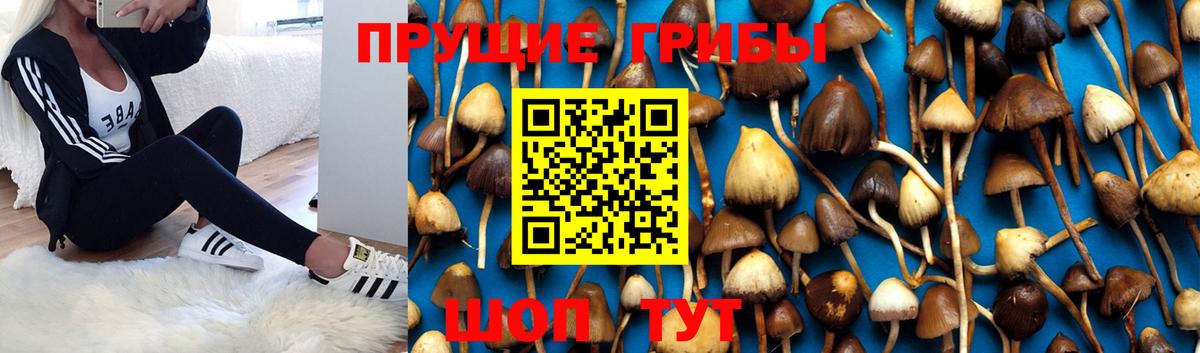 Псилоцибиновые грибы MAGIC MUSHROOMS Дедовск
